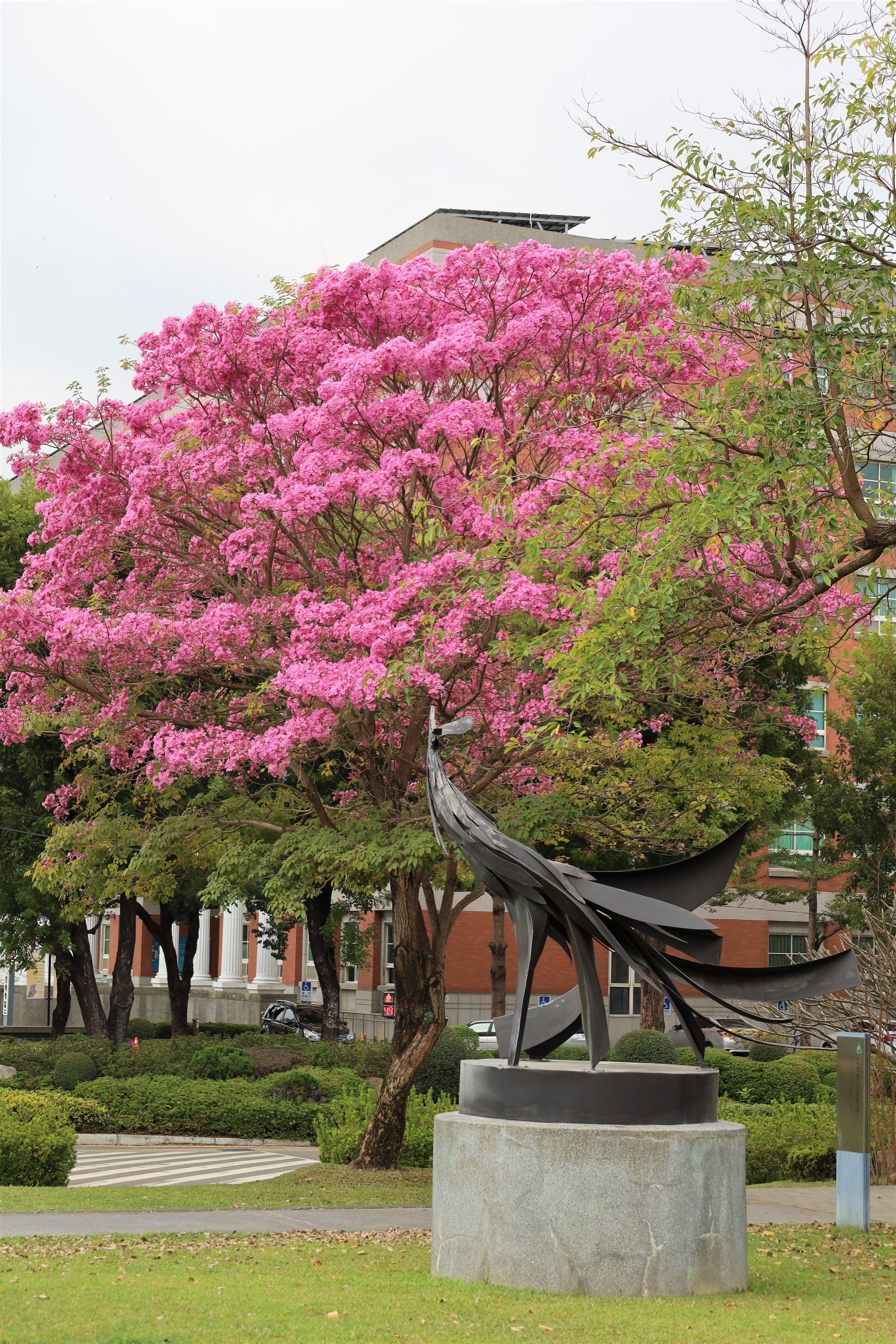 圖為亞大校園內紅花風鈴木盛開的美景。